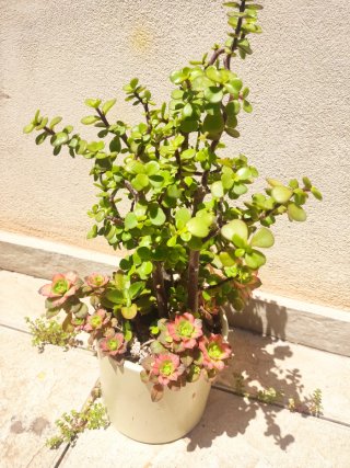 Árbol de las monedas 40 cm alt aprx+ variedad plts