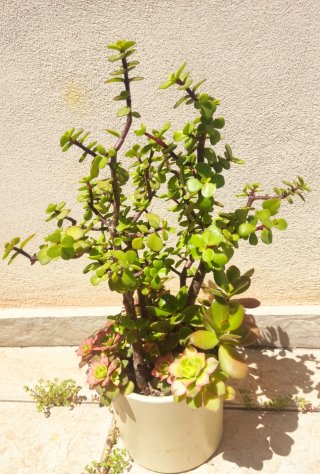 Árbol de las monedas 40 cm alt aprx+ variedad plts