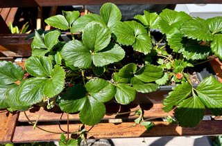 Jardinera con plantones de fresa