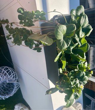 Jardinera con plantones de fresa