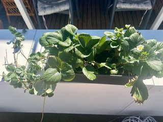 Jardinera con plantones de fresa