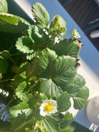 Jardinera con plantones de fresa