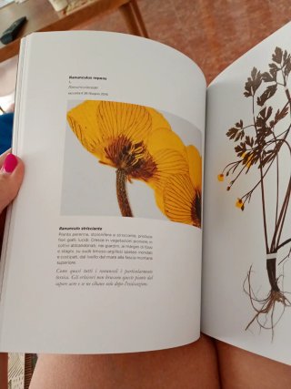 Libro Herbarium -116 Herbe in Cartizze