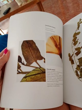 Libro Herbarium -116 Herbe in Cartizze