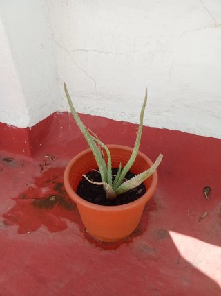 Planta Aloe Vera en Maceta  0,50, 1 y 10  euros