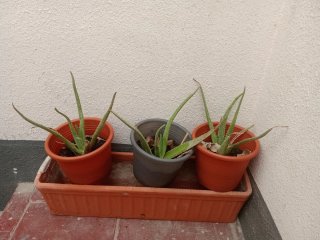 Planta Aloe Vera en Maceta  0,50, 1 y 10  euros