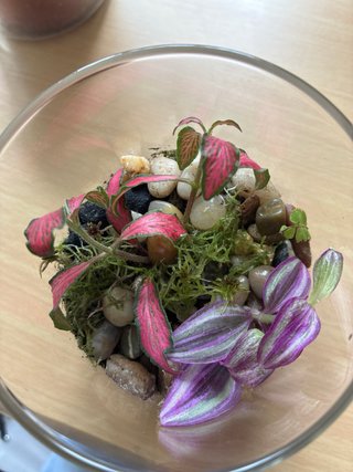 Terrario de cristal con plantas y piedras
