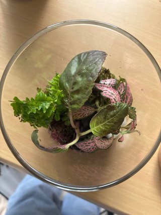 Terrario Jardín Eterno con Tapa de Corcho