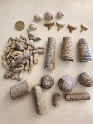 Lotti di fossili originali vari