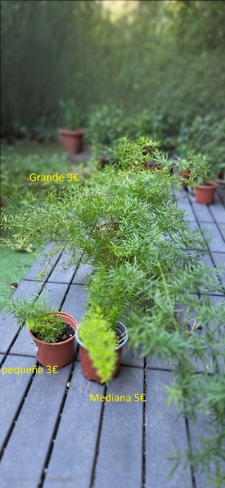 Planta ornamental en maceta, ¡Solo quedan 3 unidad