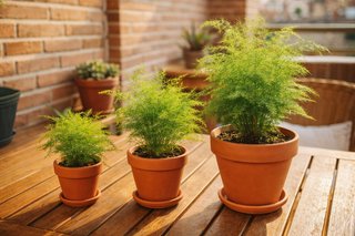 Planta ornamental en maceta, ¡Solo quedan 3 unidad