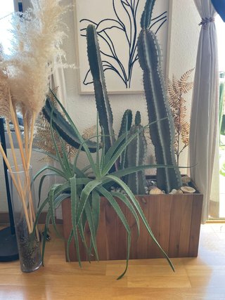Cactus y Aloe en Maceta Madera
