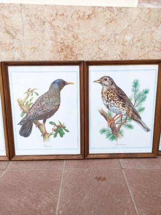 Set de 6 láminas aves enmarcadas