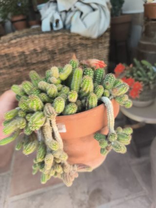Maceta cactus