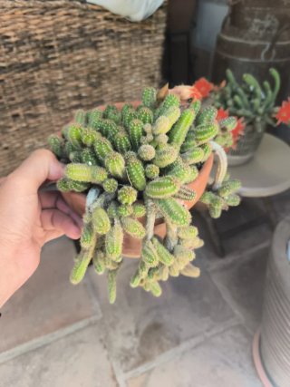 Maceta cactus
