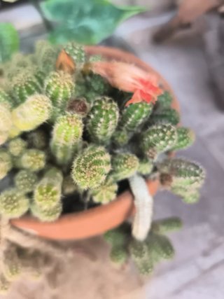 Maceta cactus