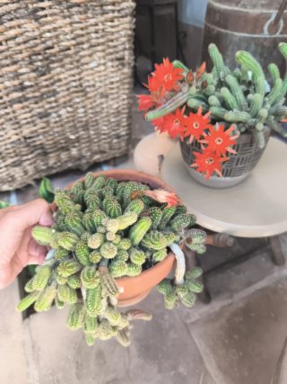 Maceta cactus