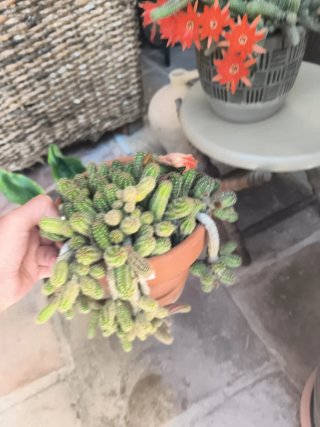 Maceta cactus