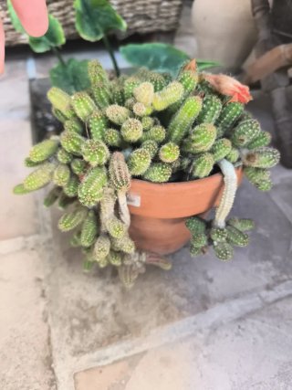 Maceta cactus