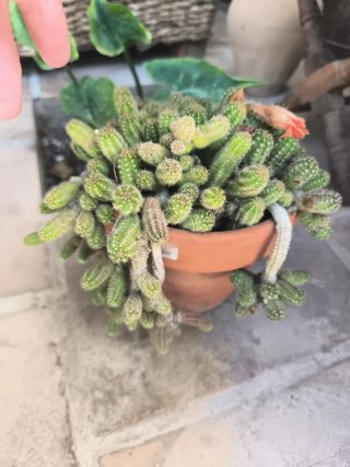 Maceta cactus