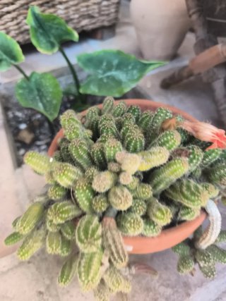 Maceta cactus