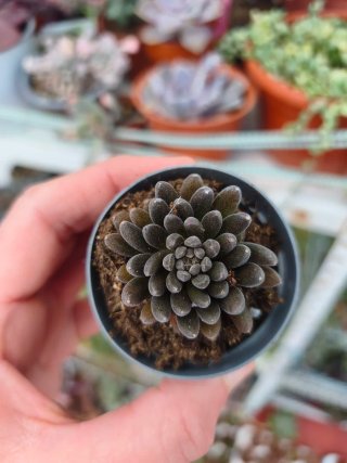Crassula yumanensis