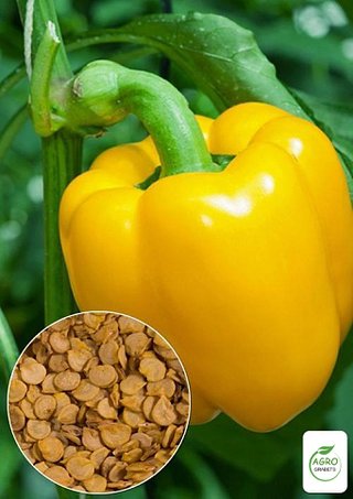 Semillas de pimiento "Milagro de oro"(10 unidades)
