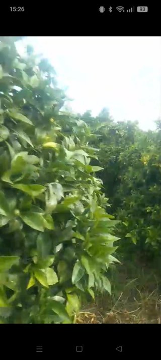 PARCELA DE FRUTALES..