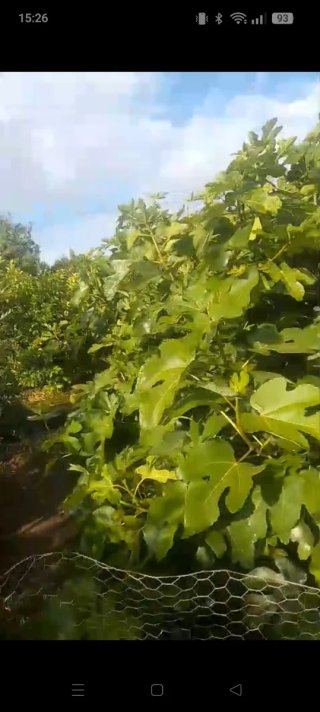PARCELA DE FRUTALES..