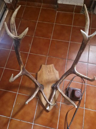 Imitación cuernos ciervo madera y cuero