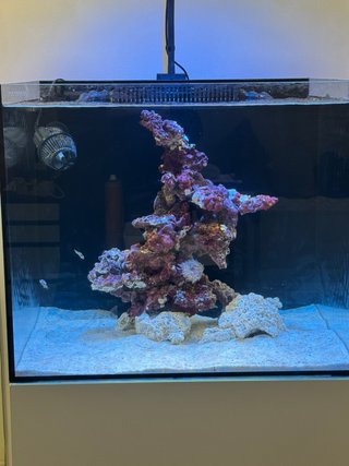 Acuario Marino Waterbox Marine X 60 Completo