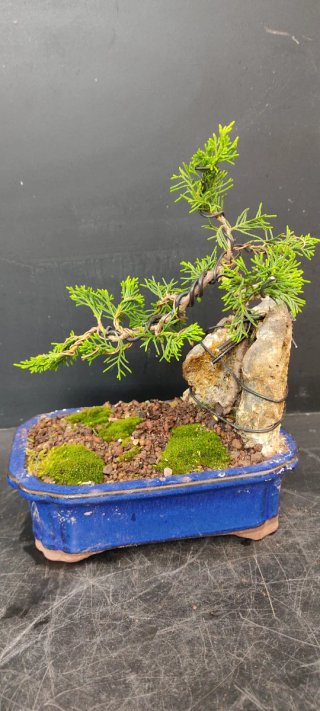 Bonsái Juniper Itoigawa entrega en mano