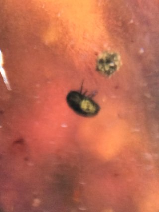 Ámbar Fósil con Insecto Cretácico