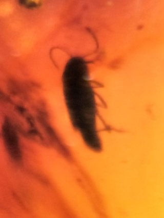 Ámbar Fósil con Insecto Cretácico