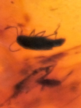 Ámbar Fósil con Insecto Cretácico