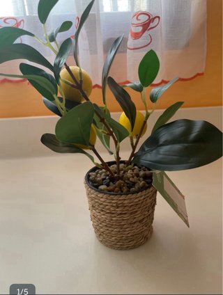 Naranjero y limonero