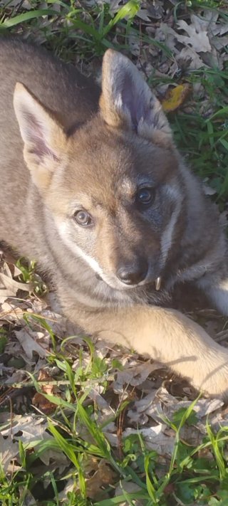Cuidadora de perros