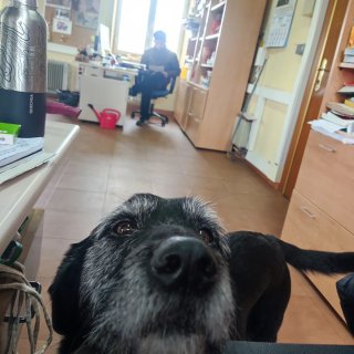 Cuidadora de perros