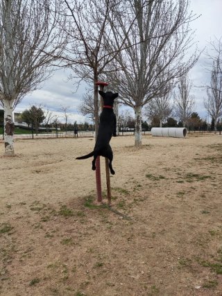 Cuidadora de perros