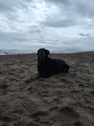 Cuidadora de perros
