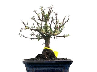 Cotoneaster Microphylla 0050 Bonsái