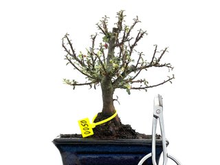 Cotoneaster Microphylla 0050 Bonsái