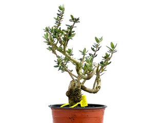 Olea Europaea Sylvestris 0049 Bonsái
