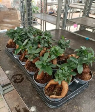 Ficus Ginseng Bonsai 20cm