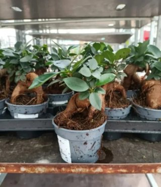 Ficus Ginseng Bonsai 20cm