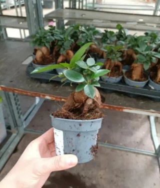 Ficus Ginseng Bonsai 20cm