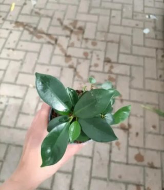 Ficus Ginseng Bonsai 20cm