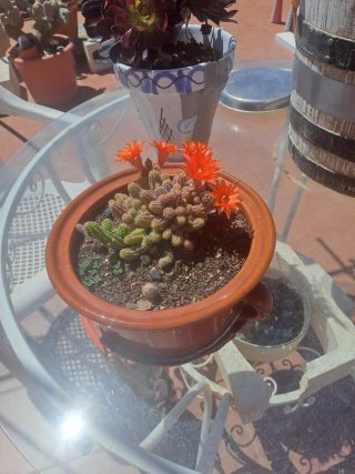 Maceta de cactus con flor naranja.
