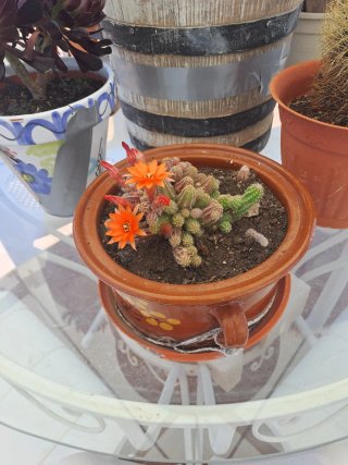 Maceta de cactus con flor naranja.