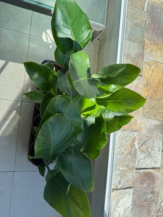Strelitzia Nicolai 45cm